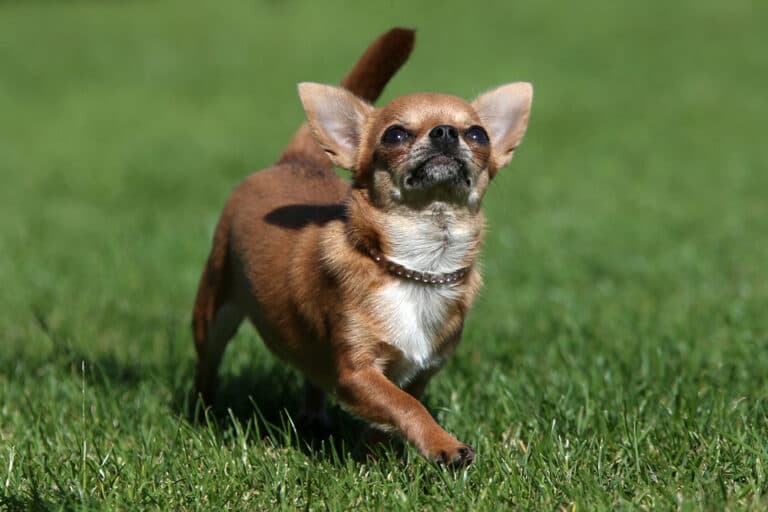 Why Do Chihuahuas Lick The Air?