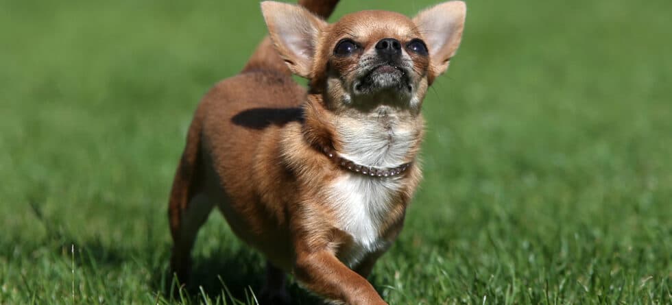 Why Do Chihuahuas Lick The Air?