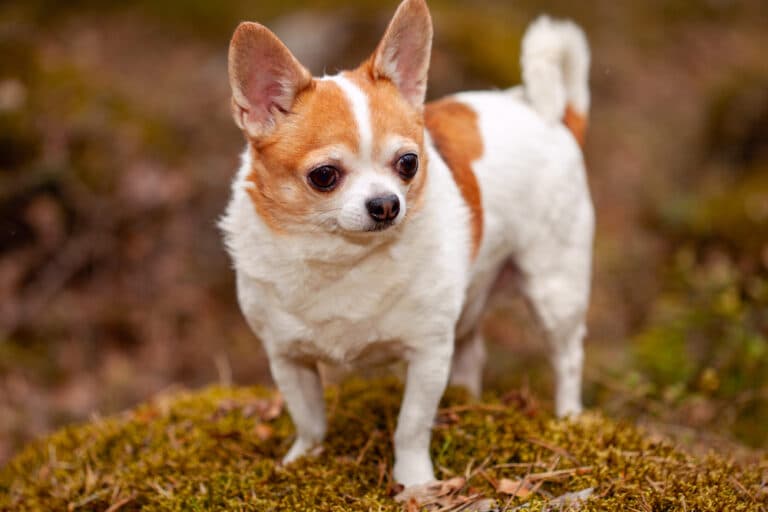 Why Do Chihuahuas Sleep Between Your Legs?