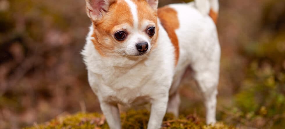 Why Do Chihuahuas Sleep Between Your Legs?