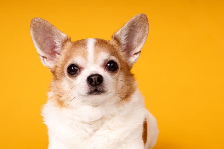 Why Do Chihuahuas Stare At You?