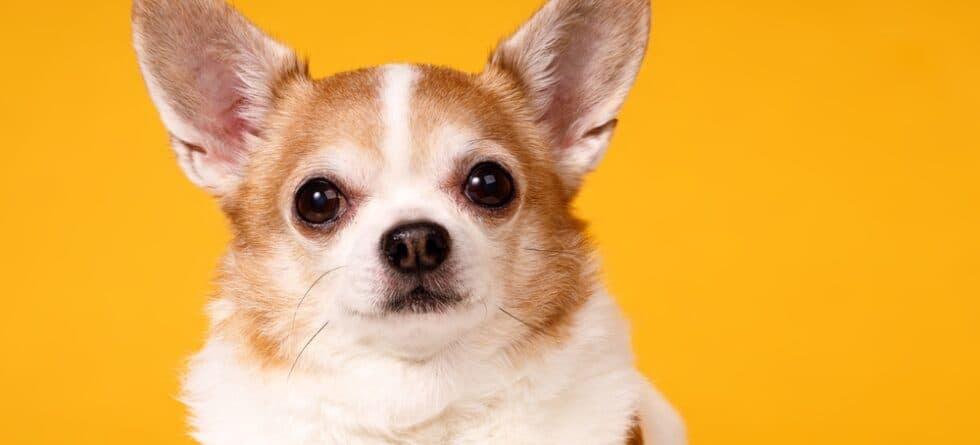 Why Do Chihuahuas Stare At You?