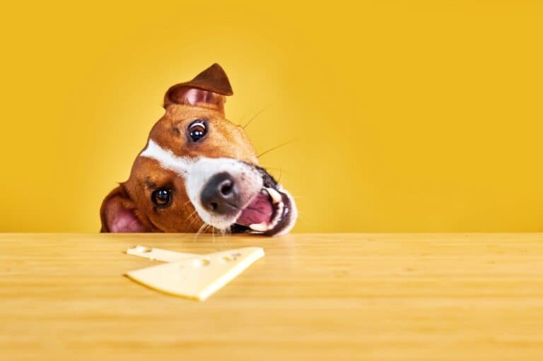 Why Do Dogs Like Cheese?