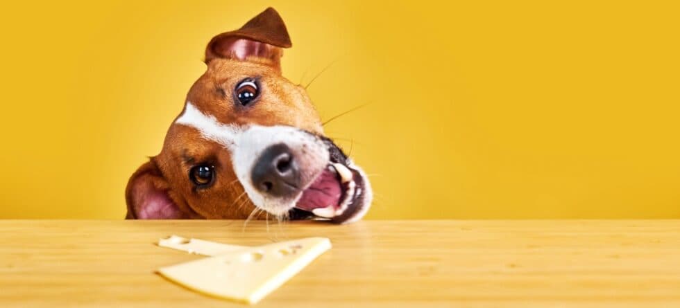 Why Do Dogs Like Cheese?