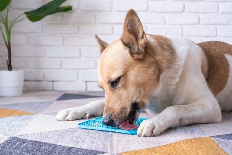 Why Do Dogs Like Peanut Butter?