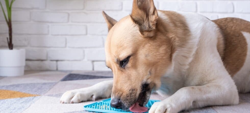 Why Do Dogs Like Peanut Butter?