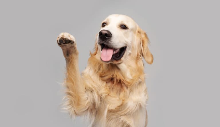 Why Do Golden Retrievers Always Put Their Paw On You?