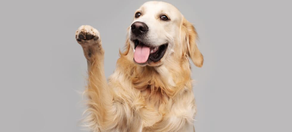 Why Do Golden Retrievers Always Put Their Paw On You?