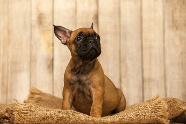 Why Does Everyone Love French Bulldogs?