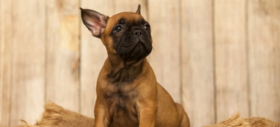 Why Does Everyone Love French Bulldogs?