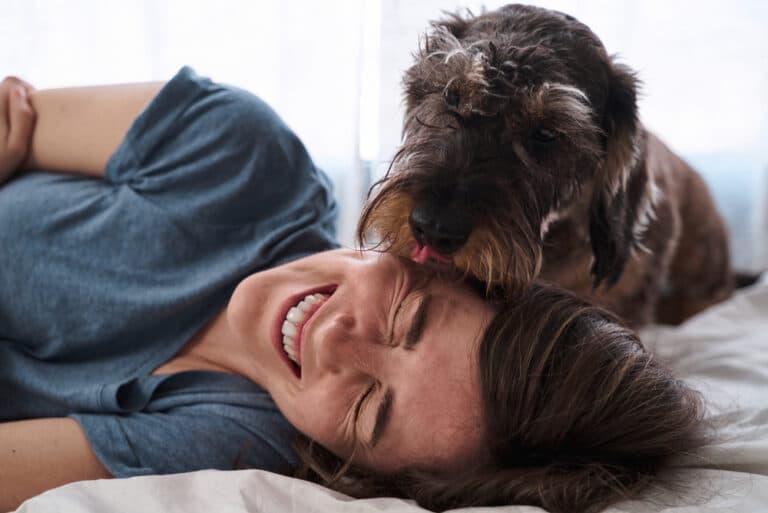Why Does My Dachshund Lick Me So Much?