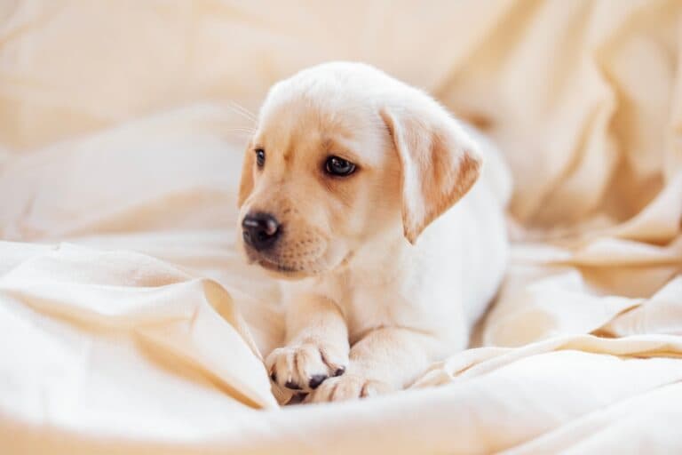 Why Is It Called The Golden Retriever?