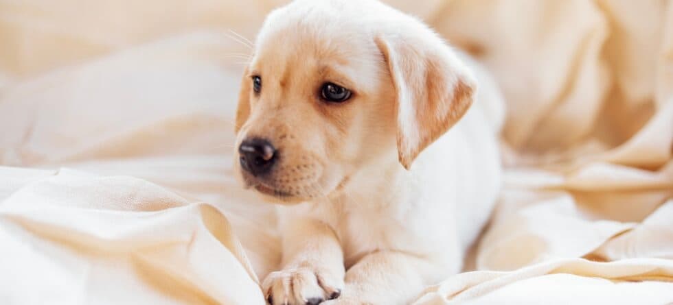 Why Is It Called The Golden Retriever?