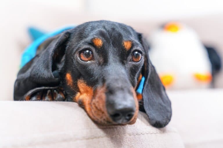 Why Is My Dachshund Scared Of Me?