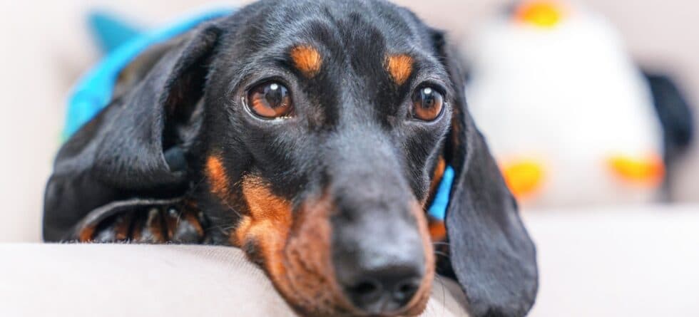 Why Is My Dachshund Scared Of Me?