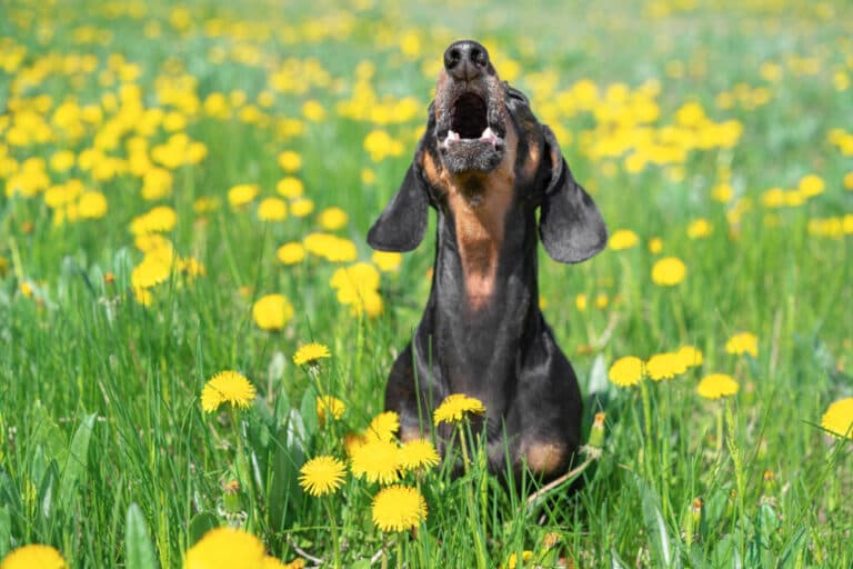Why Is My Dachshund So Angry?