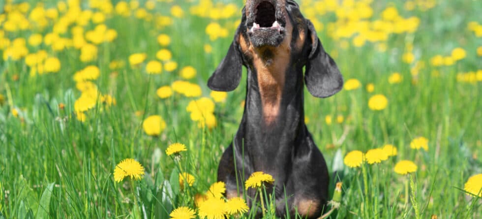 Why Is My Dachshund So Angry?