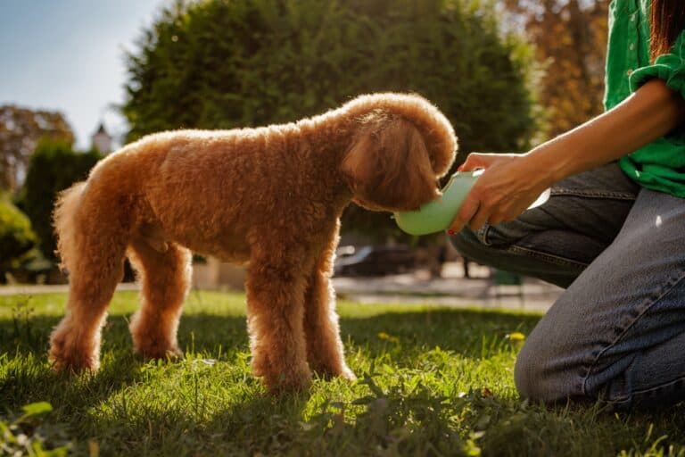 Why Is My Poodle So Thirsty?