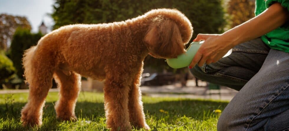 Why Is My Poodle So Thirsty?