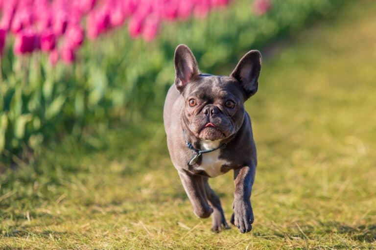 Why Is The French Bulldog The Most Popular Dog?