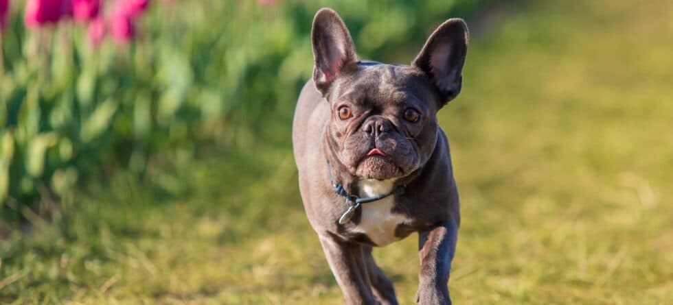 Why Is The French Bulldog The Most Popular Dog?