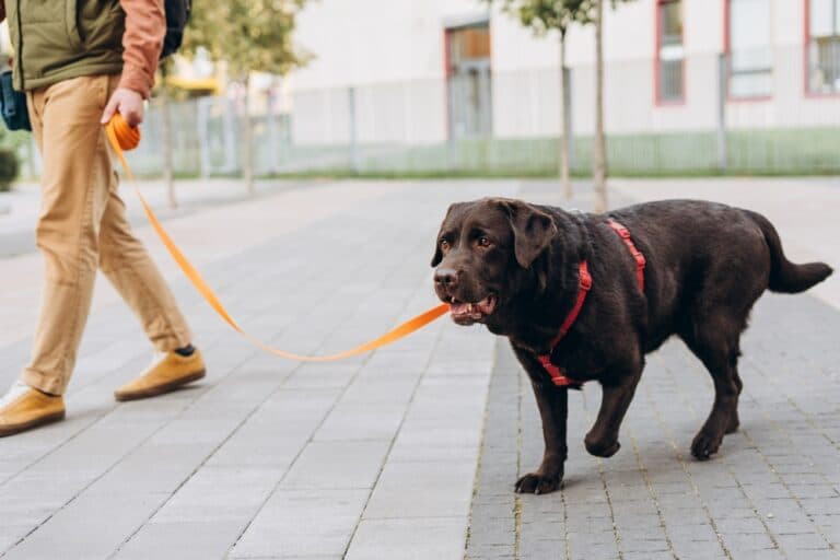 Will A Labrador Turn On Its Owner?