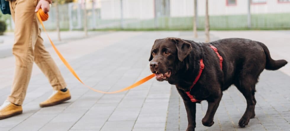 Will A Labrador Turn On Its Owner?