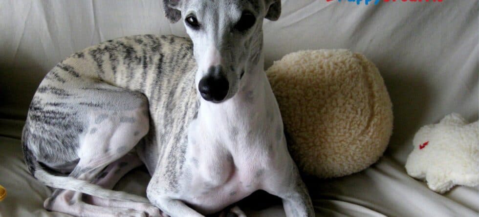 Medium-Sized Dogs That Don’t Shed For Allergy Relief