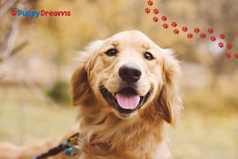 Medium-Sized Dogs for First-Time Owners: Good Choice?