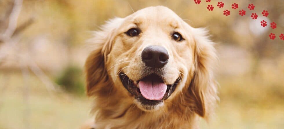 Medium-Sized Dogs for First-Time Owners: Good Choice?