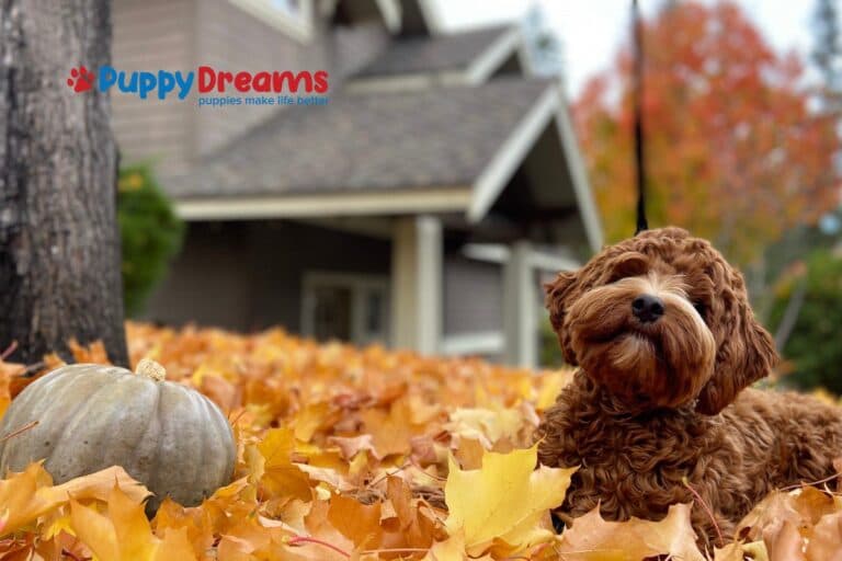 Safe Thanksgiving Foods Dogs Can Eat This Season