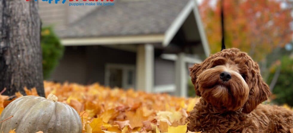 Safe Thanksgiving Foods Dogs Can Eat This Season