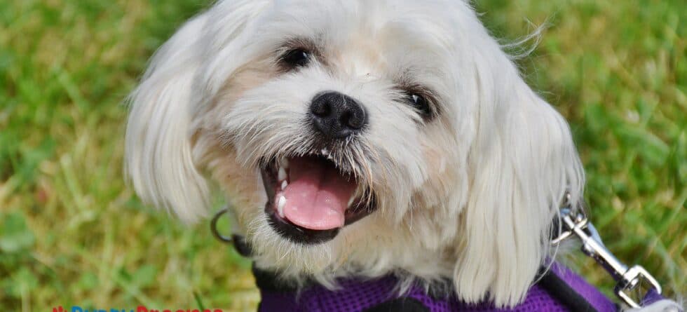 Best Lap Dogs for Apartments that Stay Calm and Quiet