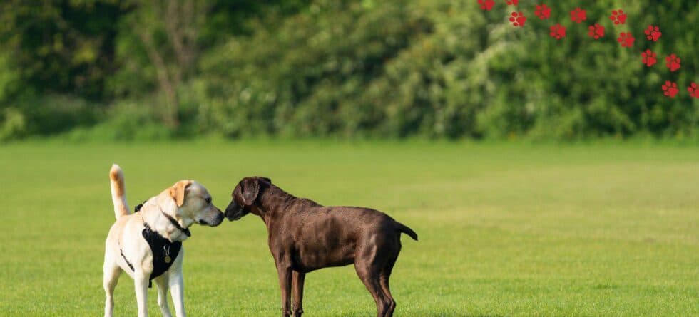 Most Popular Puppy Breeds in 2025 Ranked and Explained
