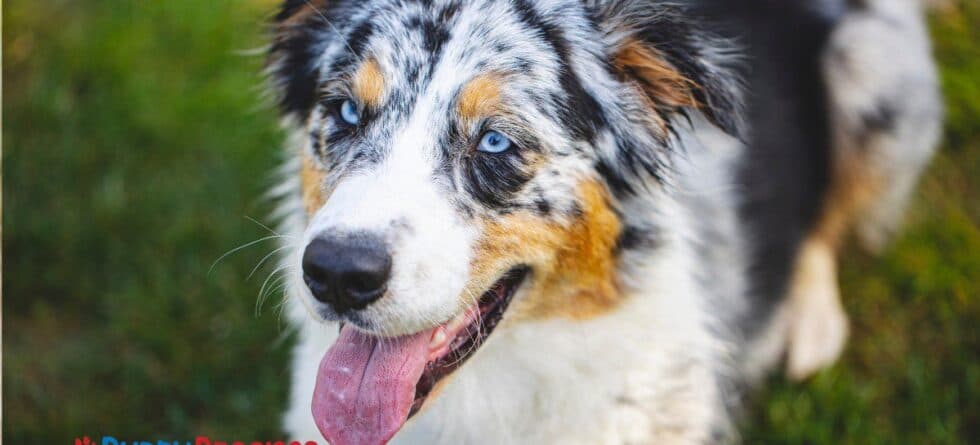 Hiking With Dogs: What Should You Know Beforehand?