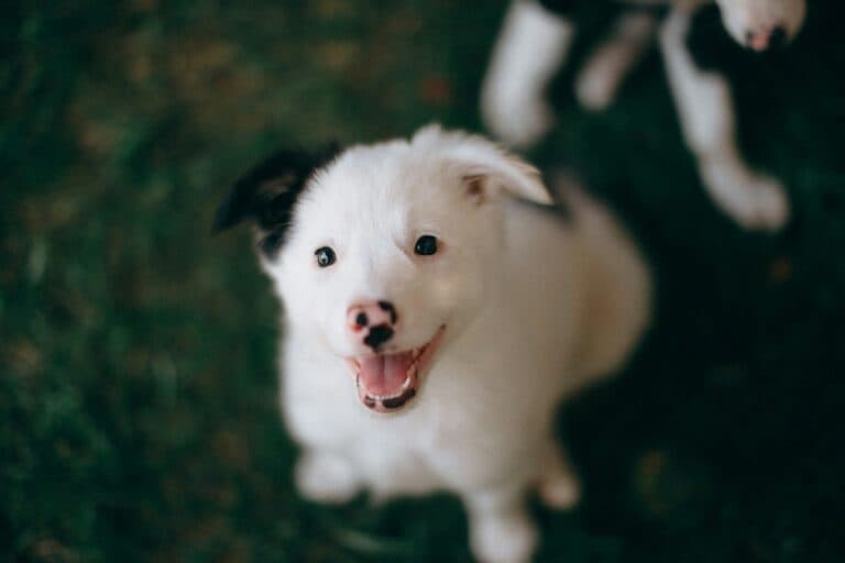 High Energy Dog Breeds: Finding Your Perfect Active Pup