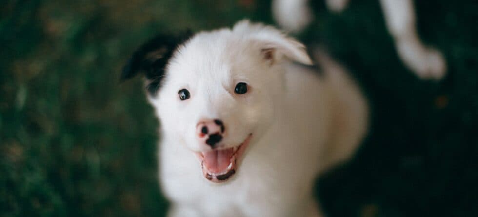 High Energy Dog Breeds: Finding Your Perfect Active Pup