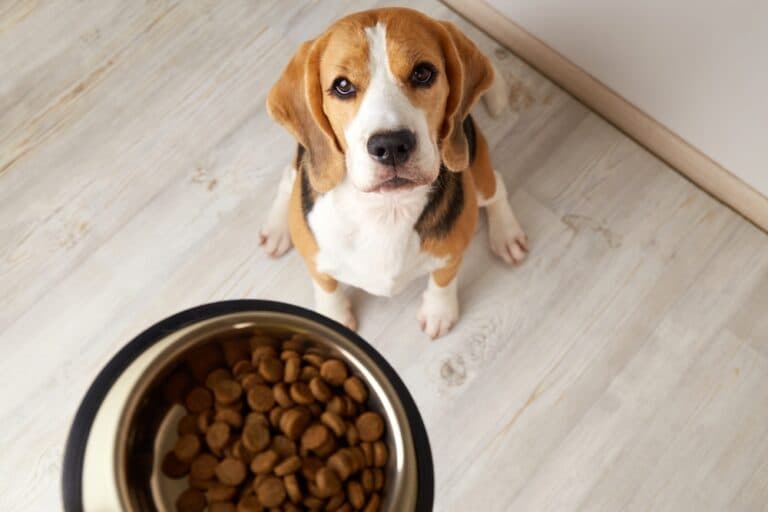Are Beagles High Maintenance?