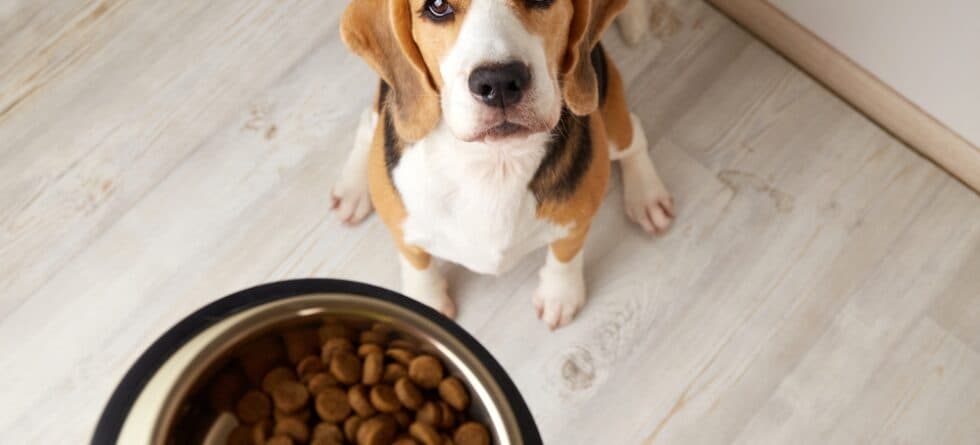 Are Beagles High Maintenance?