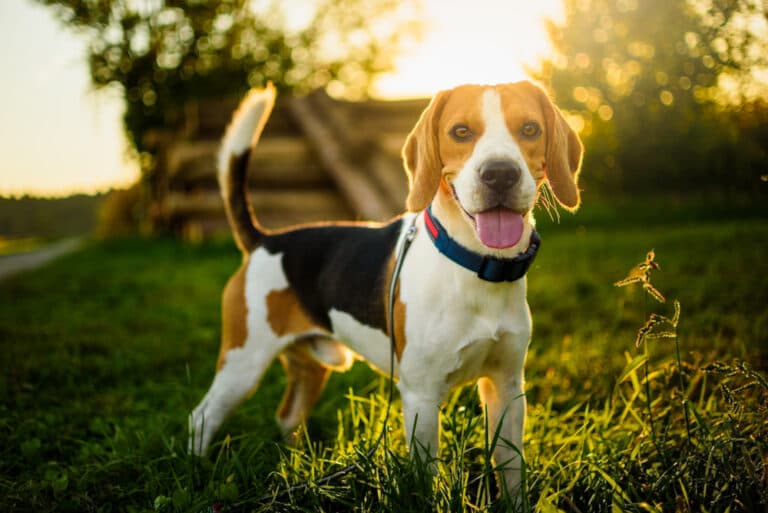 Are Beagles Prone To Illness?