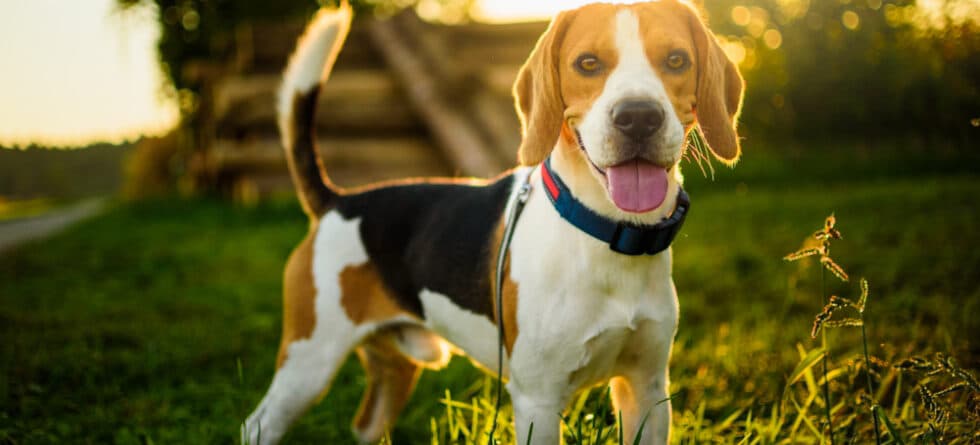 Are Beagles Prone To Illness?