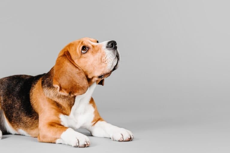 Are Beagles Very Territorial?
