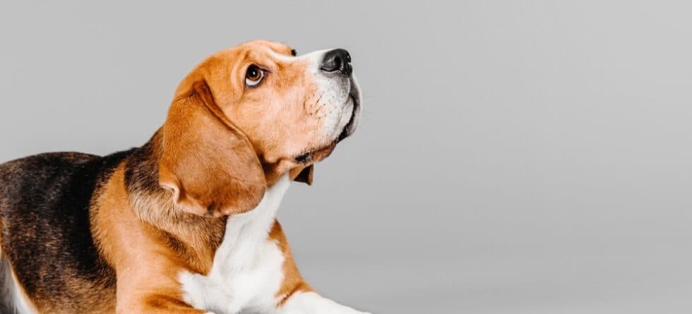 Are Beagles Very Territorial?