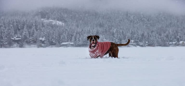 Are Boxer Dogs Smart?
