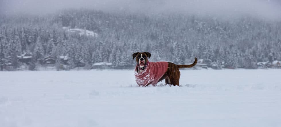 Are Boxer Dogs Smart?