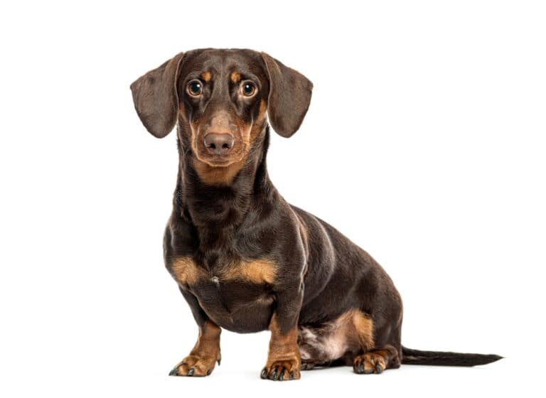 Are Dachshunds Easy To Train?