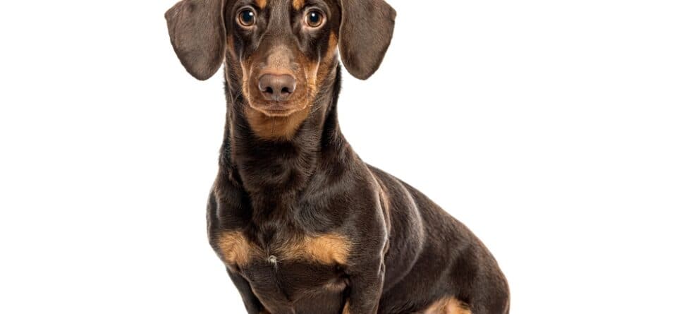 Are Dachshunds Easy To Train?