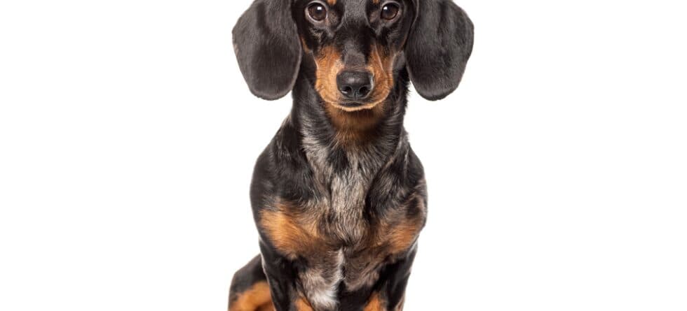 Are Dachshunds OK To Be Left Alone?