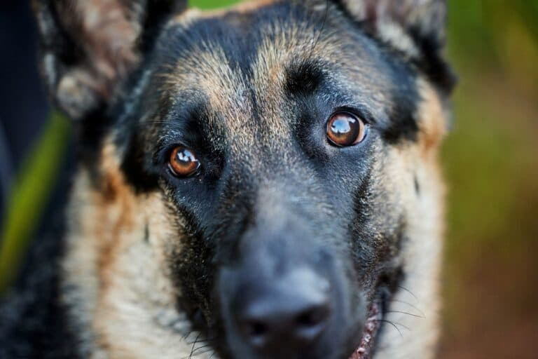 Are German Shepherds Afraid Of Snakes?