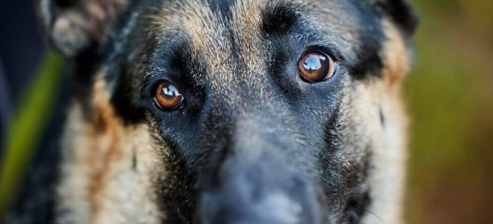 Are German Shepherds Afraid Of Snakes?